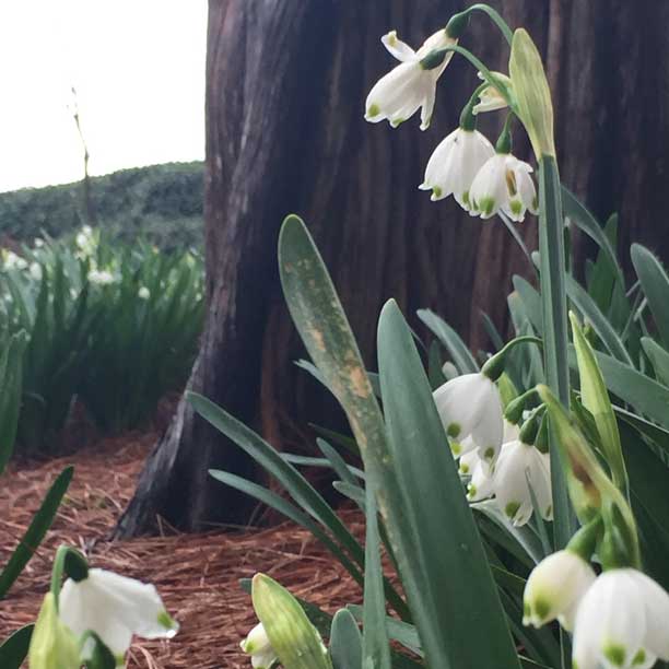 spring-at-the-abbey